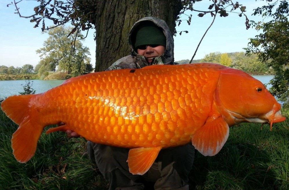 Asta da trofeu! Uite ce crap koi a fost prins.